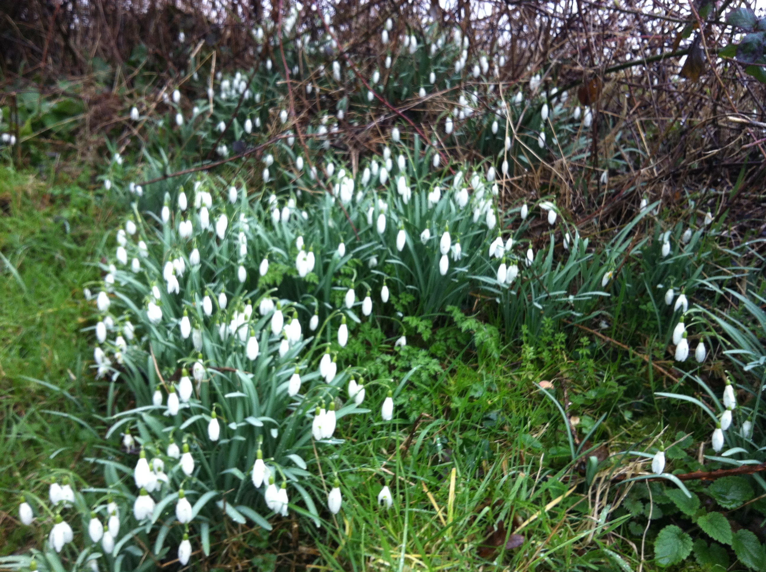Spring Snowdrops in the Alkham Valley 